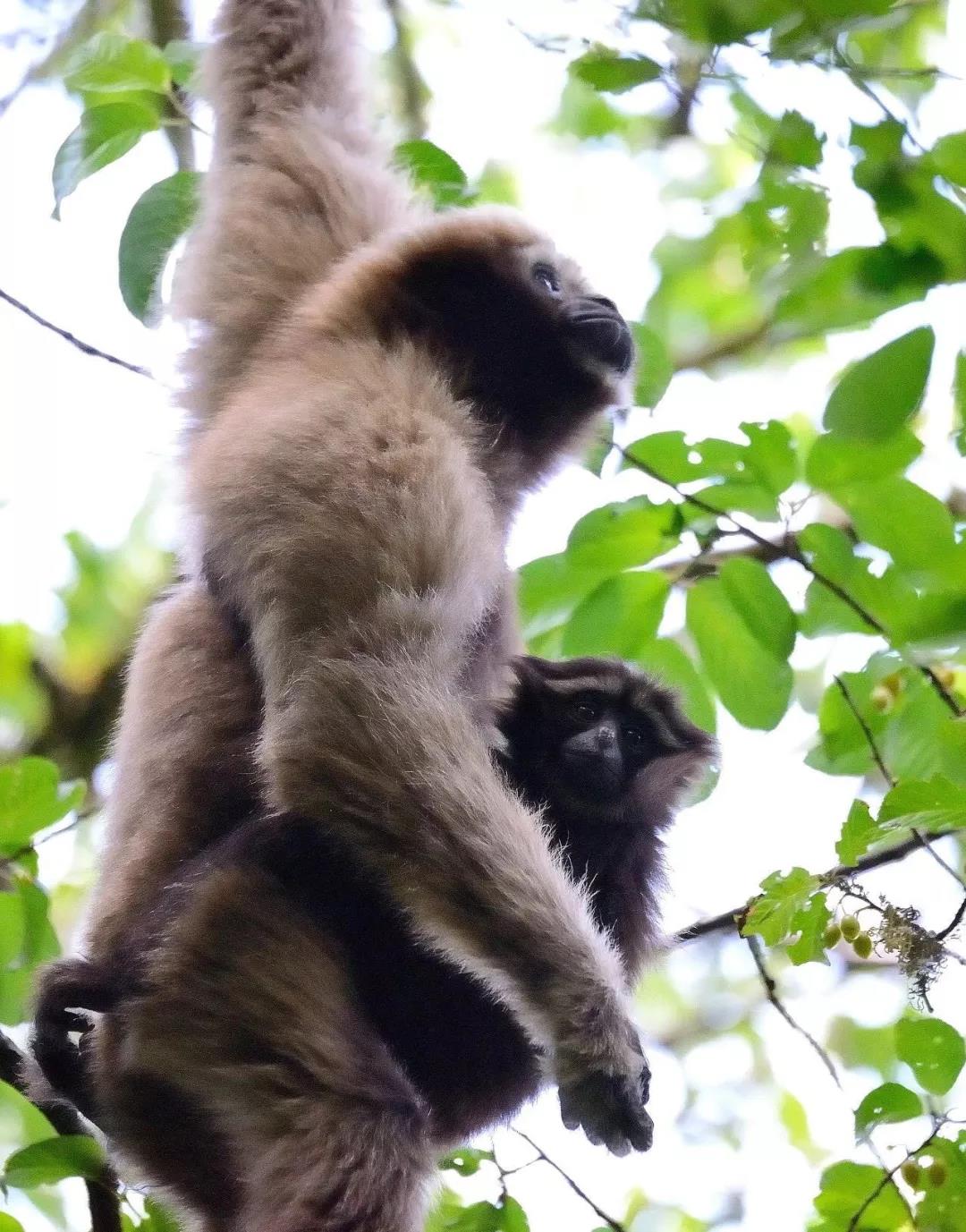 騰沖親子游學(xué)/研學(xué)旅行