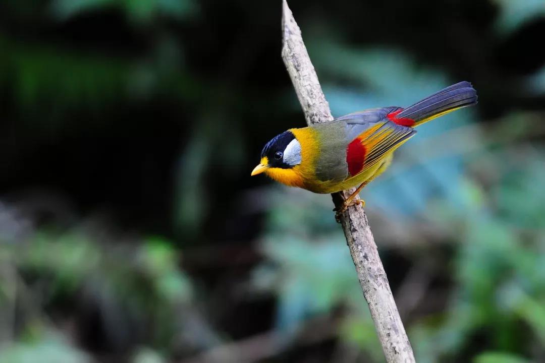 騰沖親子游學(xué)/研學(xué)旅行