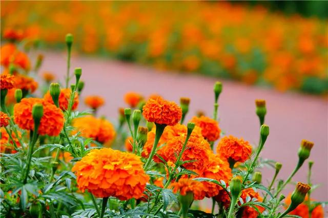 騰沖徒步路線馬拉松賽道