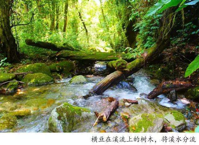 騰沖高黎貢山戶外徒步路線一日游推薦：林家鋪至五道溪，一路上都有溪流相伴的秘境徒步