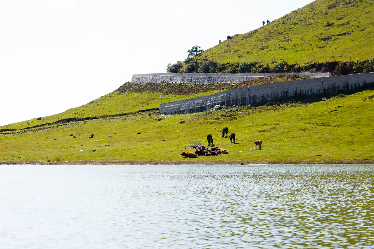 騰沖東山高原草甸牧場