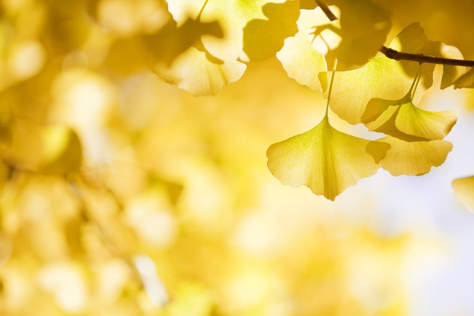 云南騰沖旅游景點推薦，騰沖旅游必去的五個景點，騰沖好玩的地方推薦