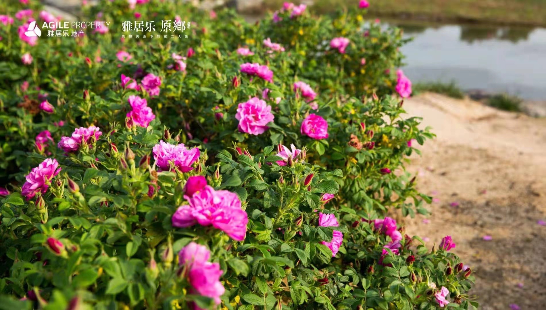 騰沖雅居樂(lè)原鄉(xiāng)棲花嶺景區(qū)