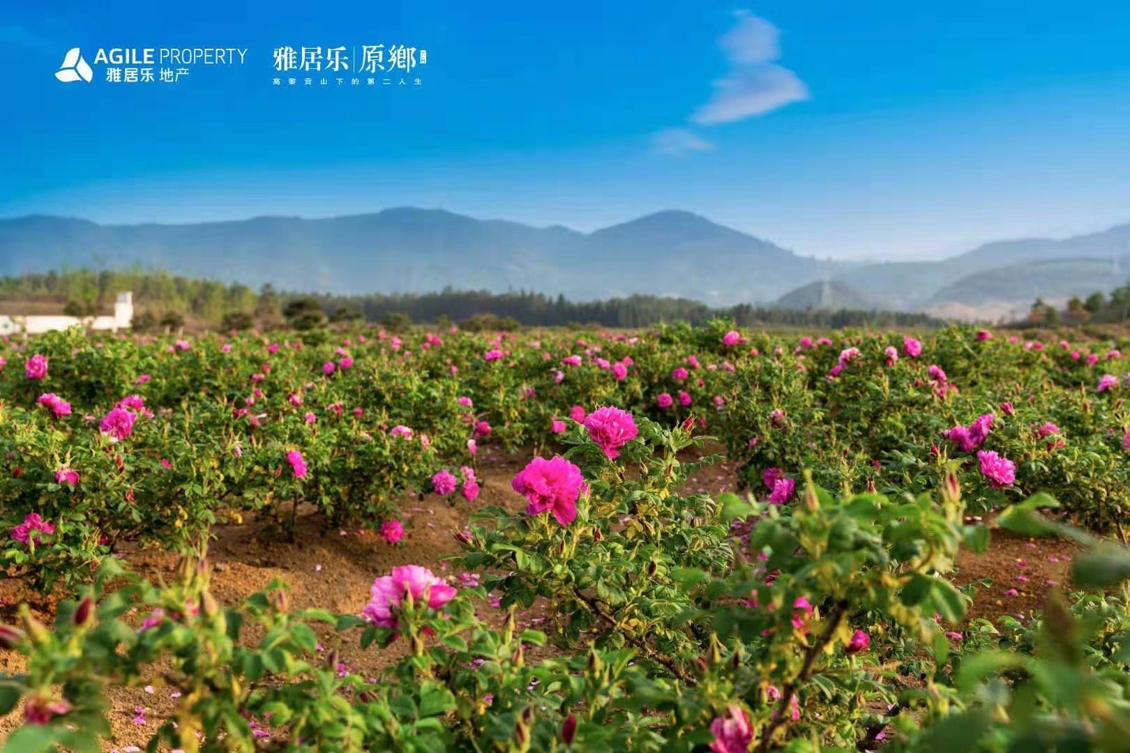 騰沖雅居樂(lè)原鄉(xiāng)棲花嶺景區(qū)