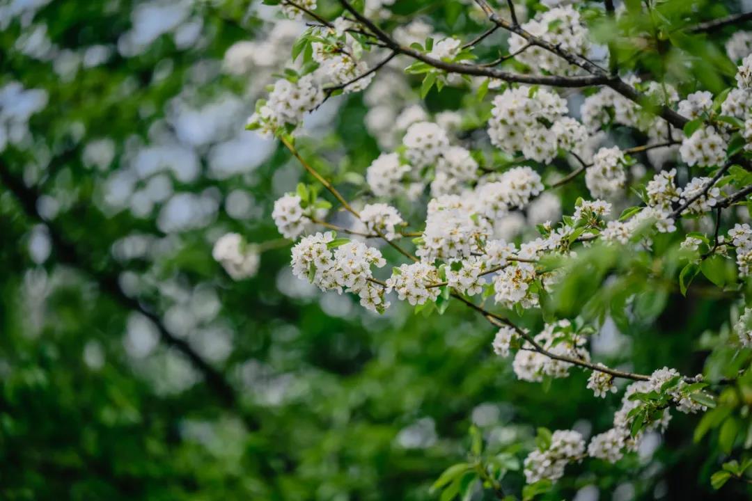 騰沖秘境里的春天有多美？