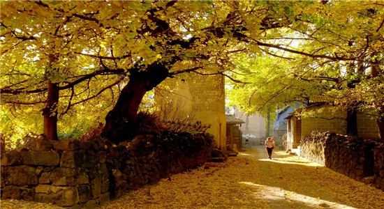 秋來最美是騰沖，騰沖秋日美景推薦--和順古鎮(zhèn)、銀杏村