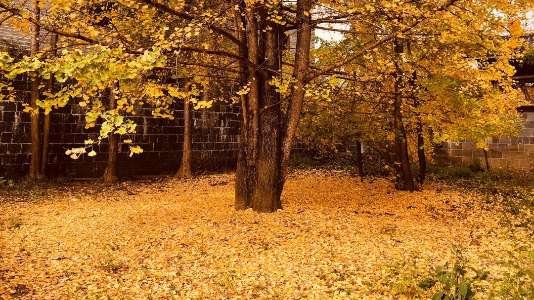 帶上相機(jī)到騰沖，拍一組秋冬大片！   騰沖旅游景點(diǎn)