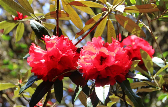 騰沖景區(qū)景點