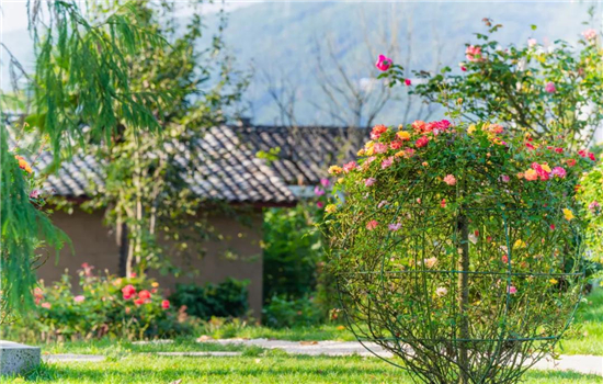 【國家AAA級景區(qū)】騰沖花緣里玫瑰主題村