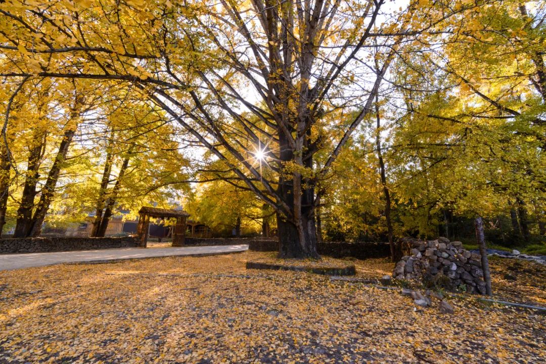 銀杏村旅游包車