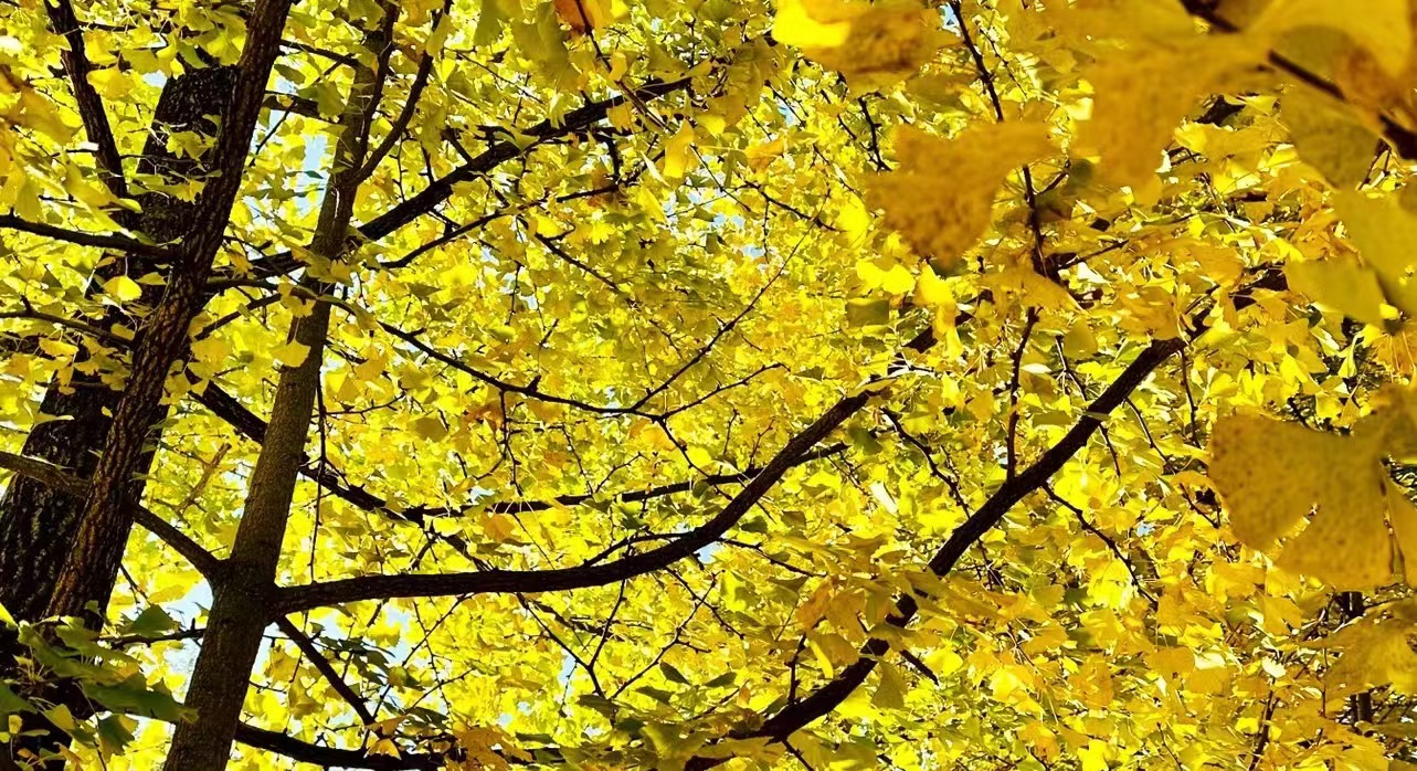 秋天最美地方，騰沖銀杏村，一年只美這20天