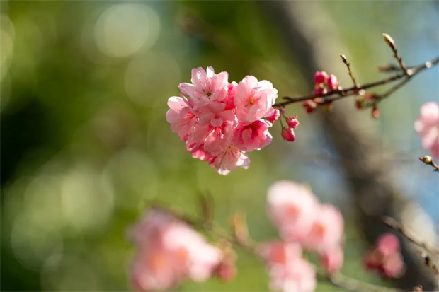 云南旅游,云南旅行社,云南團建公司,云南會議公司,云南策劃公司,騰沖旅游,騰沖旅行社,騰沖團建公司,騰沖會議公司,騰沖策劃公司：騰沖北海 ▏陌上花開畔云櫻