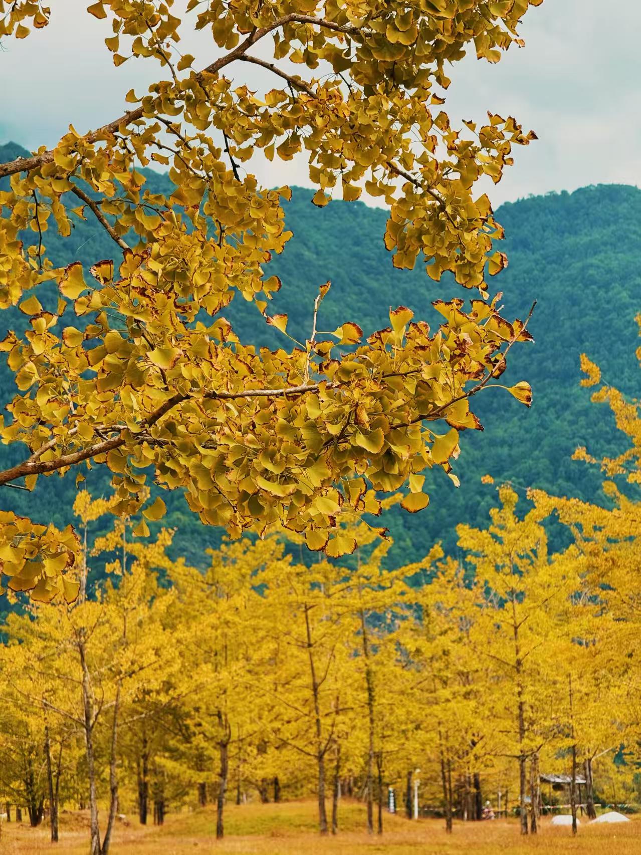 云南旅游,云南旅行社,云南團(tuán)建公司,云南策劃公司,云南會議會展,騰沖旅游,騰沖旅行社,騰沖團(tuán)建公司,騰沖策劃公司,騰沖會議會展：騰沖銀杏村1日暴走終極攻略：金色童話+非遺體驗(yàn)全收錄